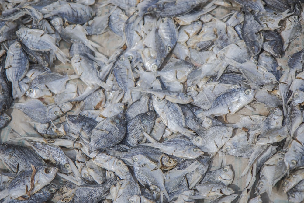 un tas de poissons qui pondent sur le sol