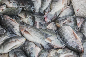 a bunch of fish that are on a table