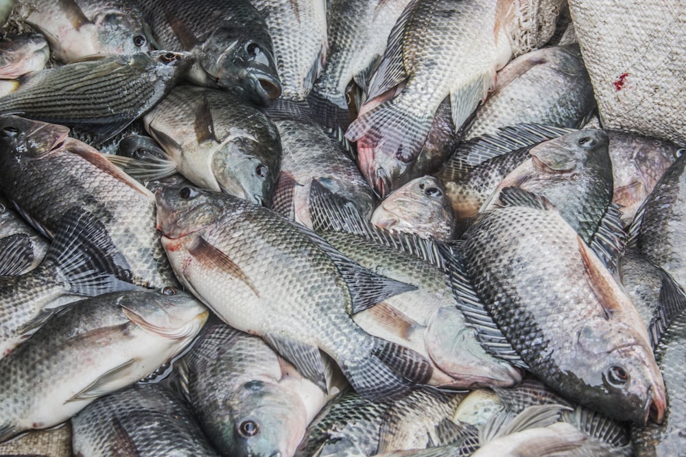 a bunch of fish that are on a table