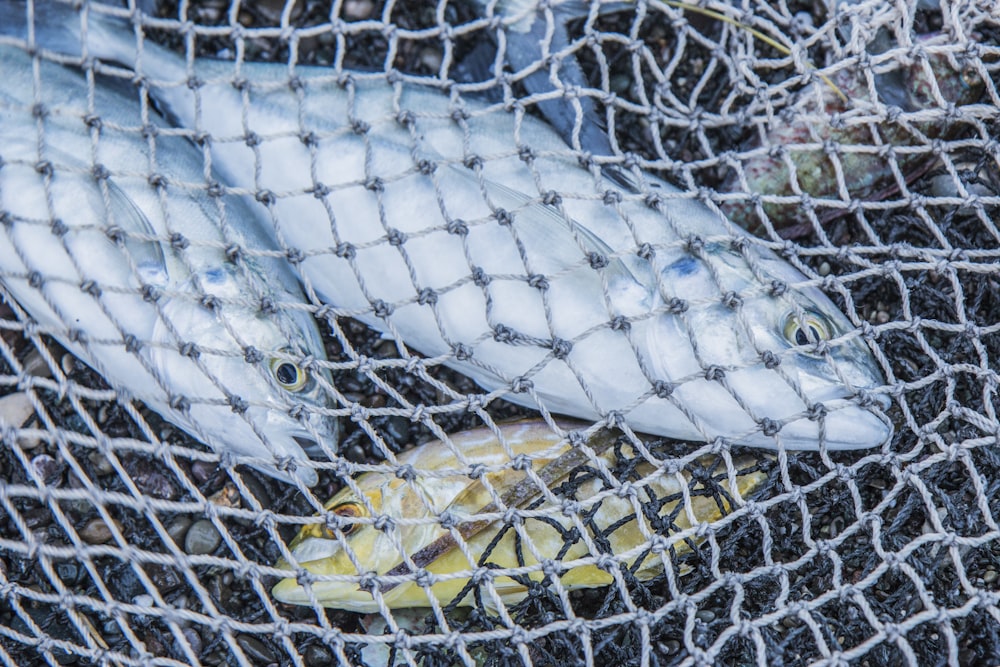 a group of fish in a net on the ground