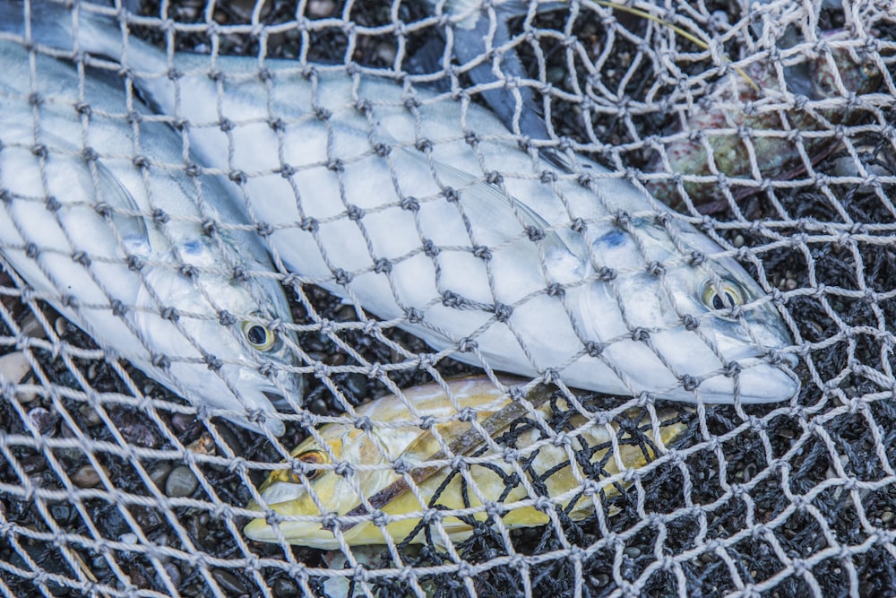 eine Gruppe von Fischen in einem Netz auf dem Boden