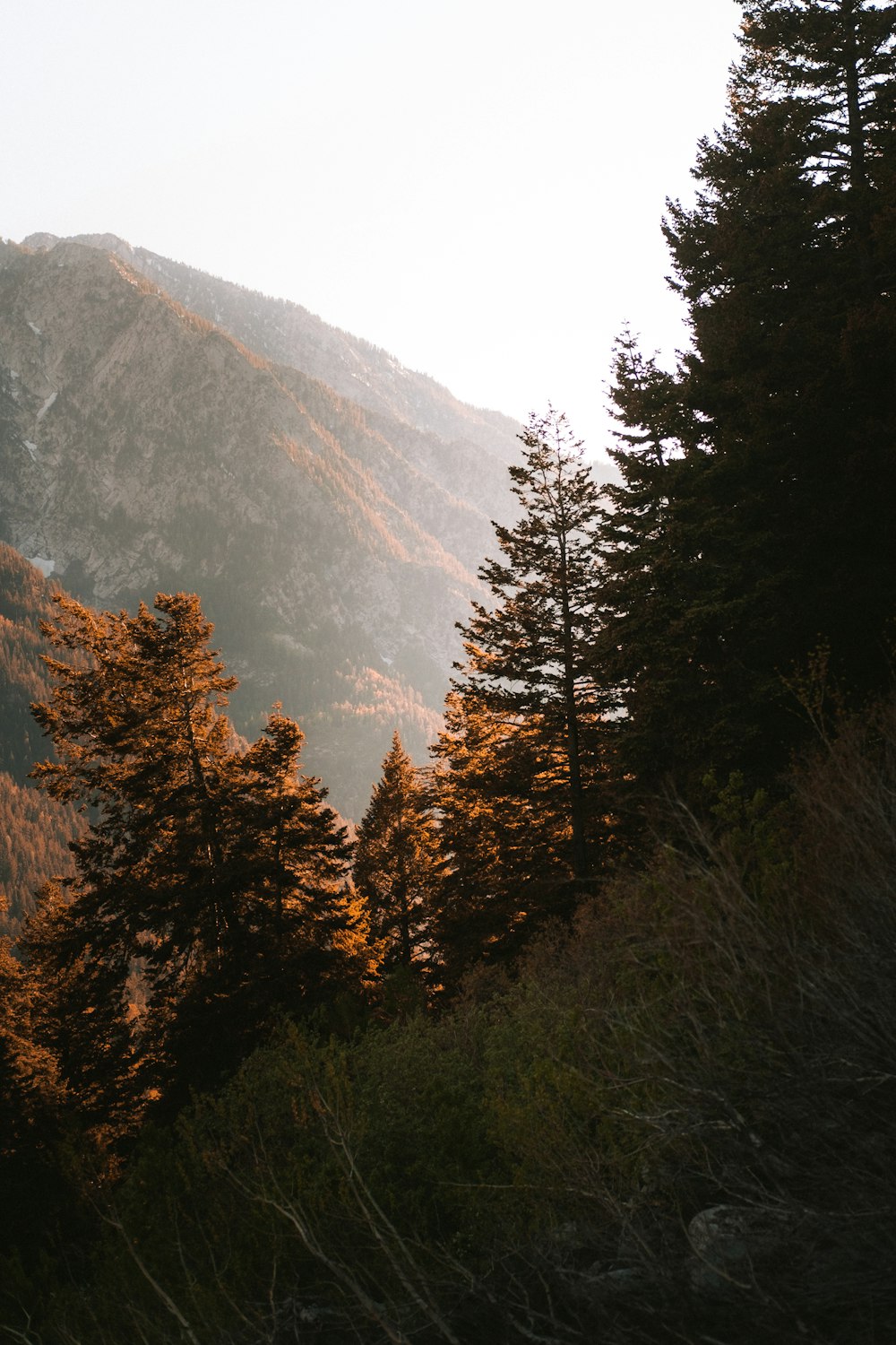 a view of a mountain range with trees in the foreground