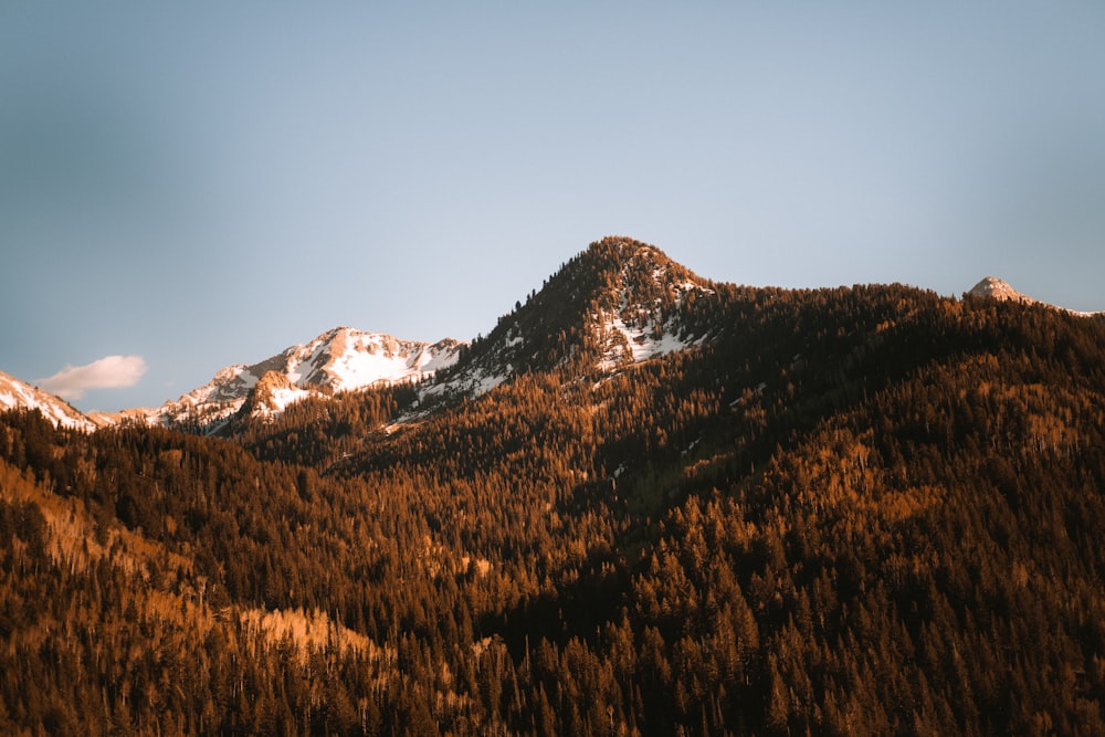 a view of a mountain range with trees in the foreground