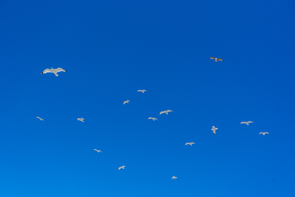 a flock of birds flying through a blue sky