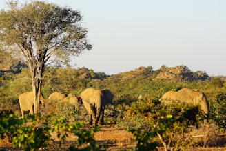 a herd of elephants walking across a lush green field