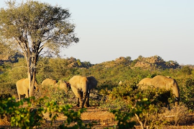 a herd of elephants walking across a lush green field