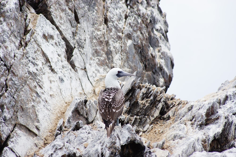 a bird is perched on a rocky cliff
