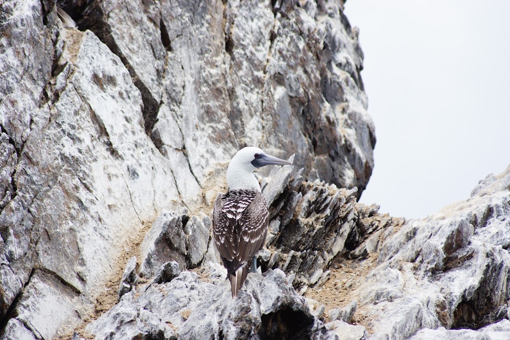 Un oiseau est perché sur une falaise rocheuse