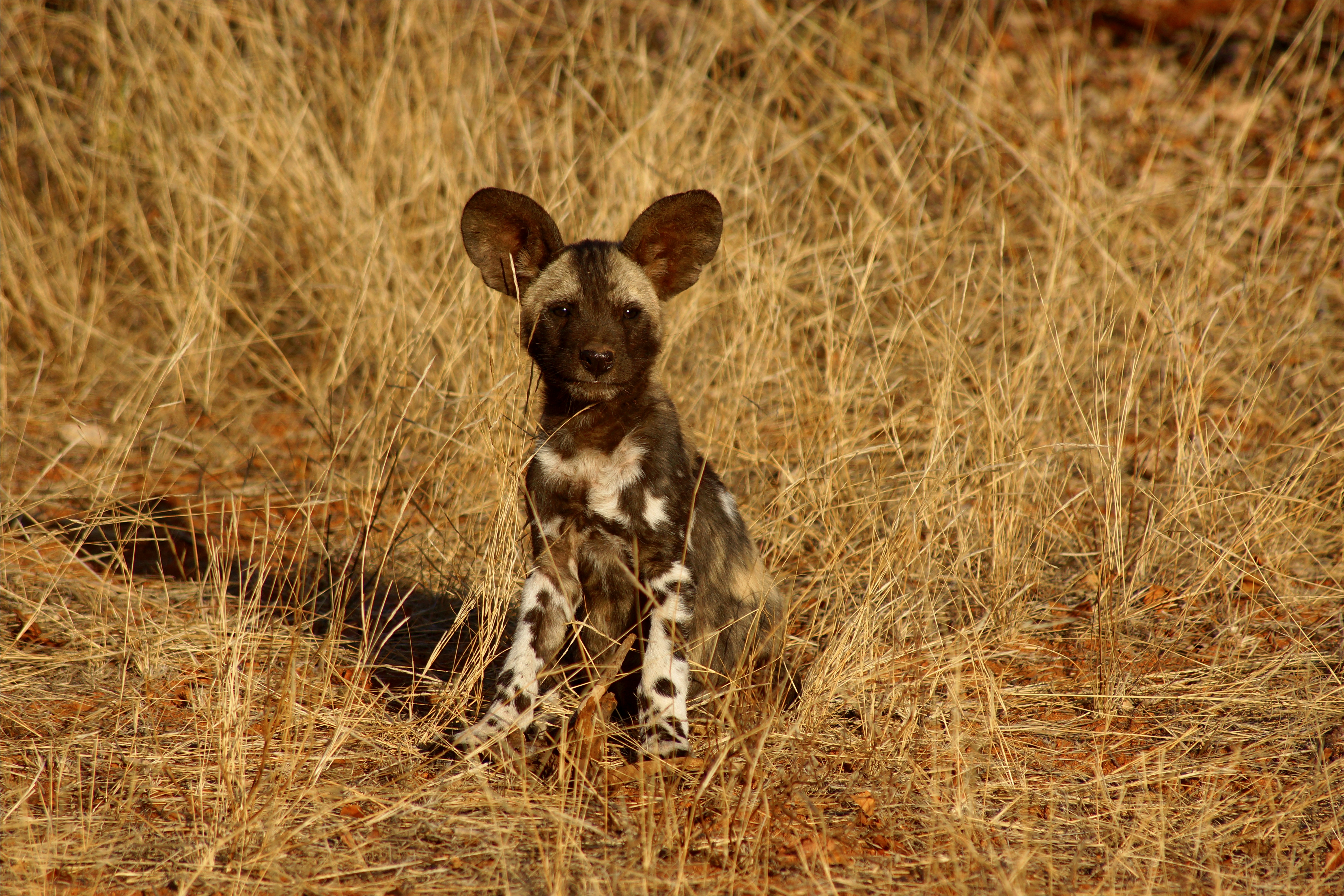 a spotted dog sitting in a field of dry grass