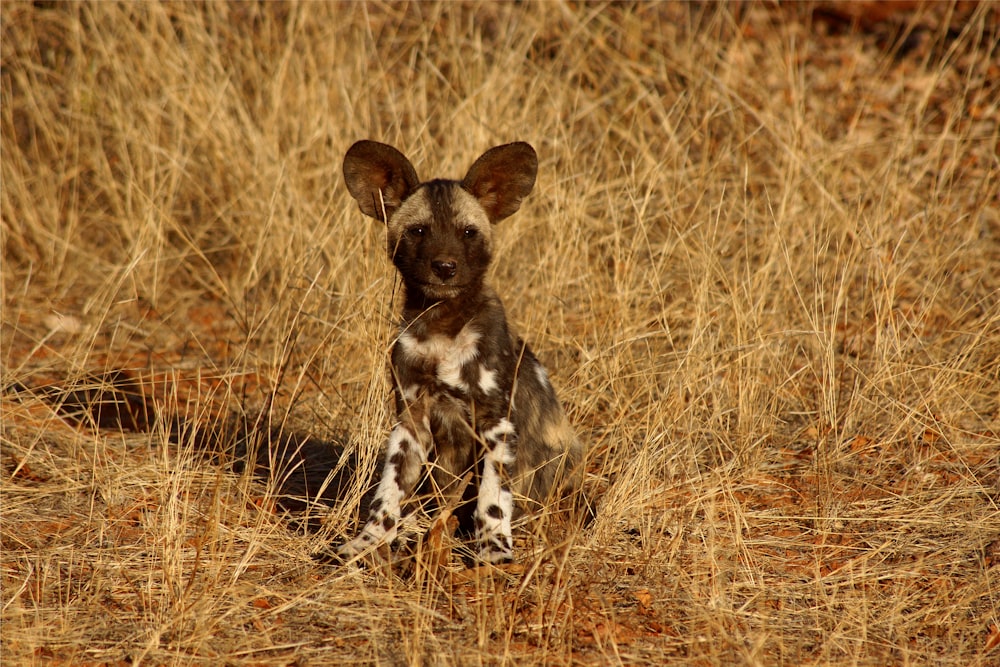 a spotted dog sitting in a field of dry grass