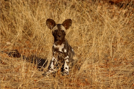 A wild dog with distinctive black, brown, and white markings sits among dry grass, blending into the natural environment. Its large, rounded ears and alert posture suggest attentiveness.