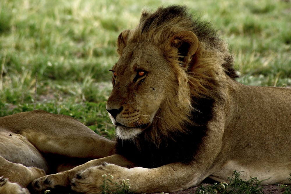 a large lion laying on top of a lush green field