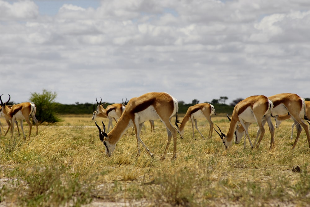 a herd of antelope grazing on dry grass