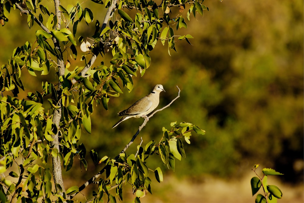 a bird perched on top of a tree branch