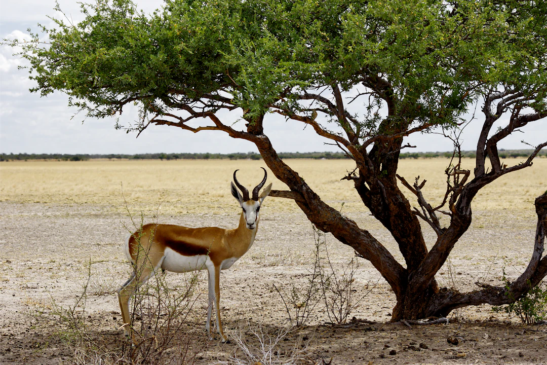7-Day Budget Botswana Backpacking Itinerary