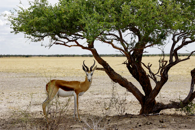7-Day Budget Botswana Backpacking Itinerary