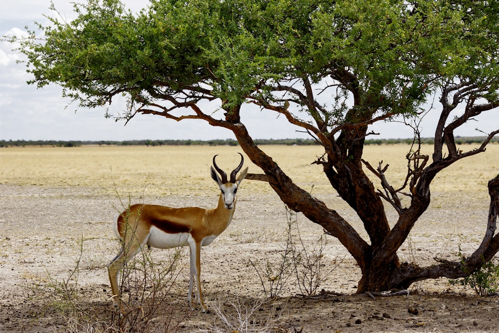 a gazelle standing next to a tree in the desert