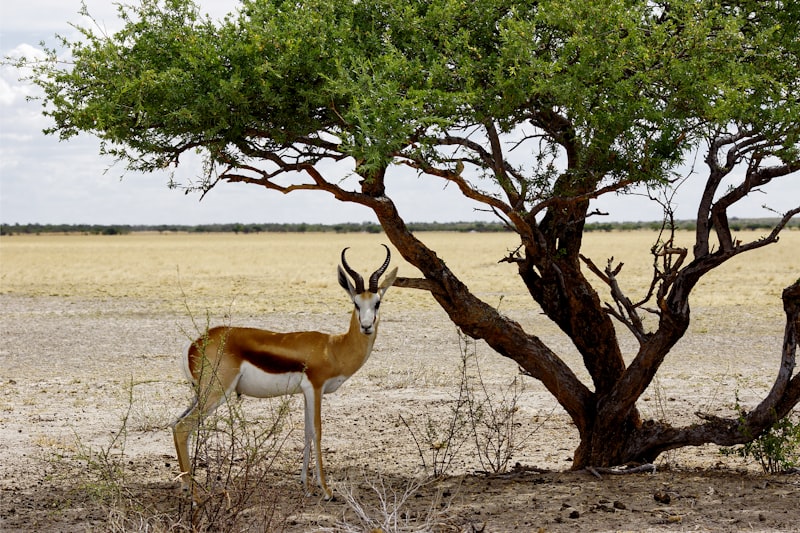 Gacela en el desierto del Kalahari en Botsuana