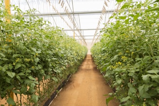 a greenhouse with a dirt path between rows of plants