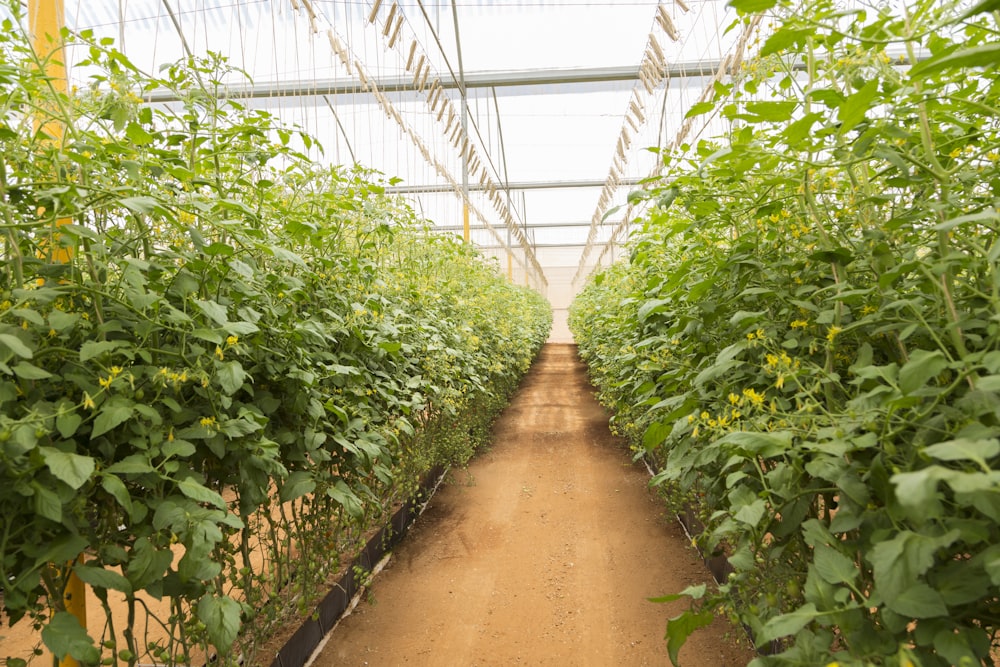 a greenhouse with a dirt path between rows of plants