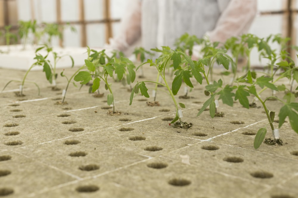 a person standing in front of a bunch of plants