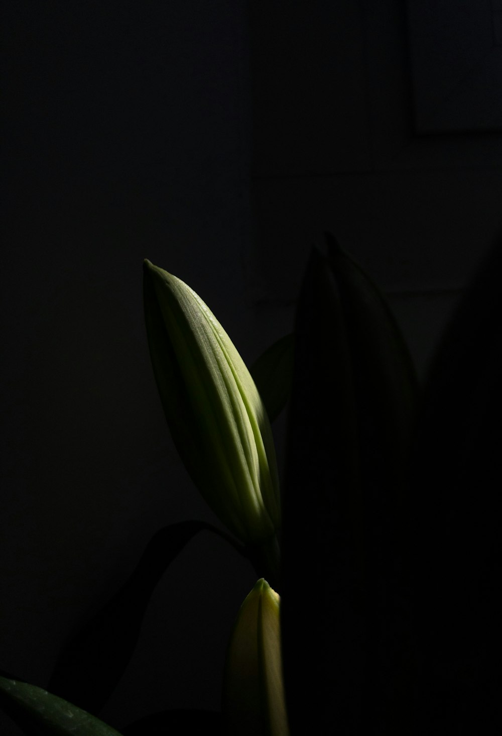 a plant in a dark room with a light shining on it