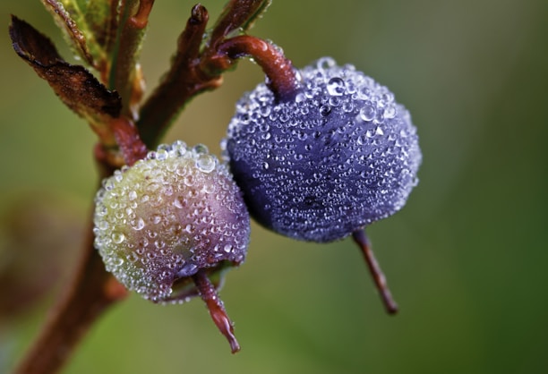 a close up of a flower with drops of water on it