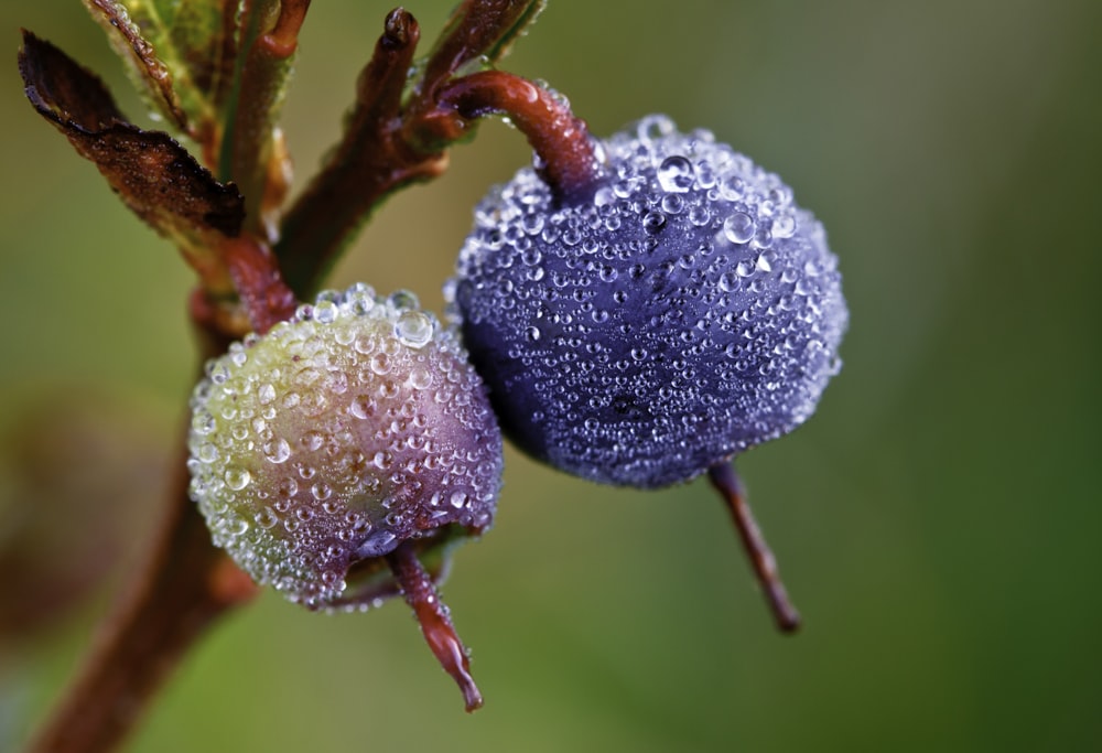 a close up of a flower with drops of water on it