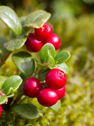 a close up of some berries on a bush