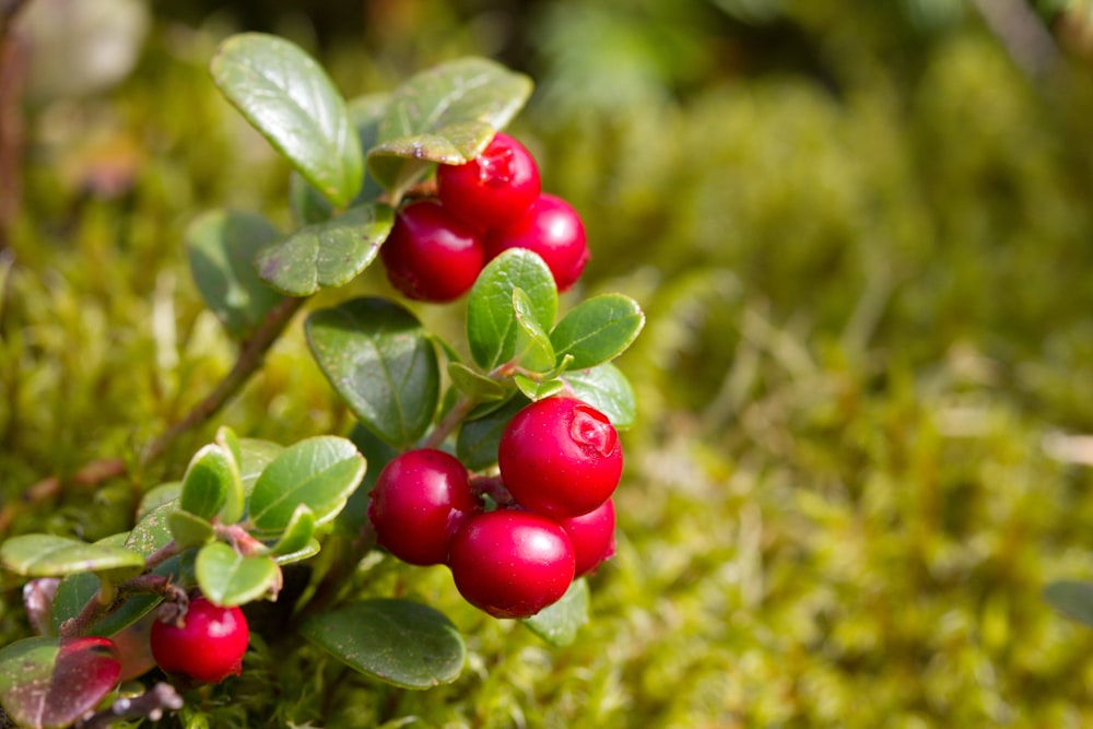 a close up of some berries on a bush