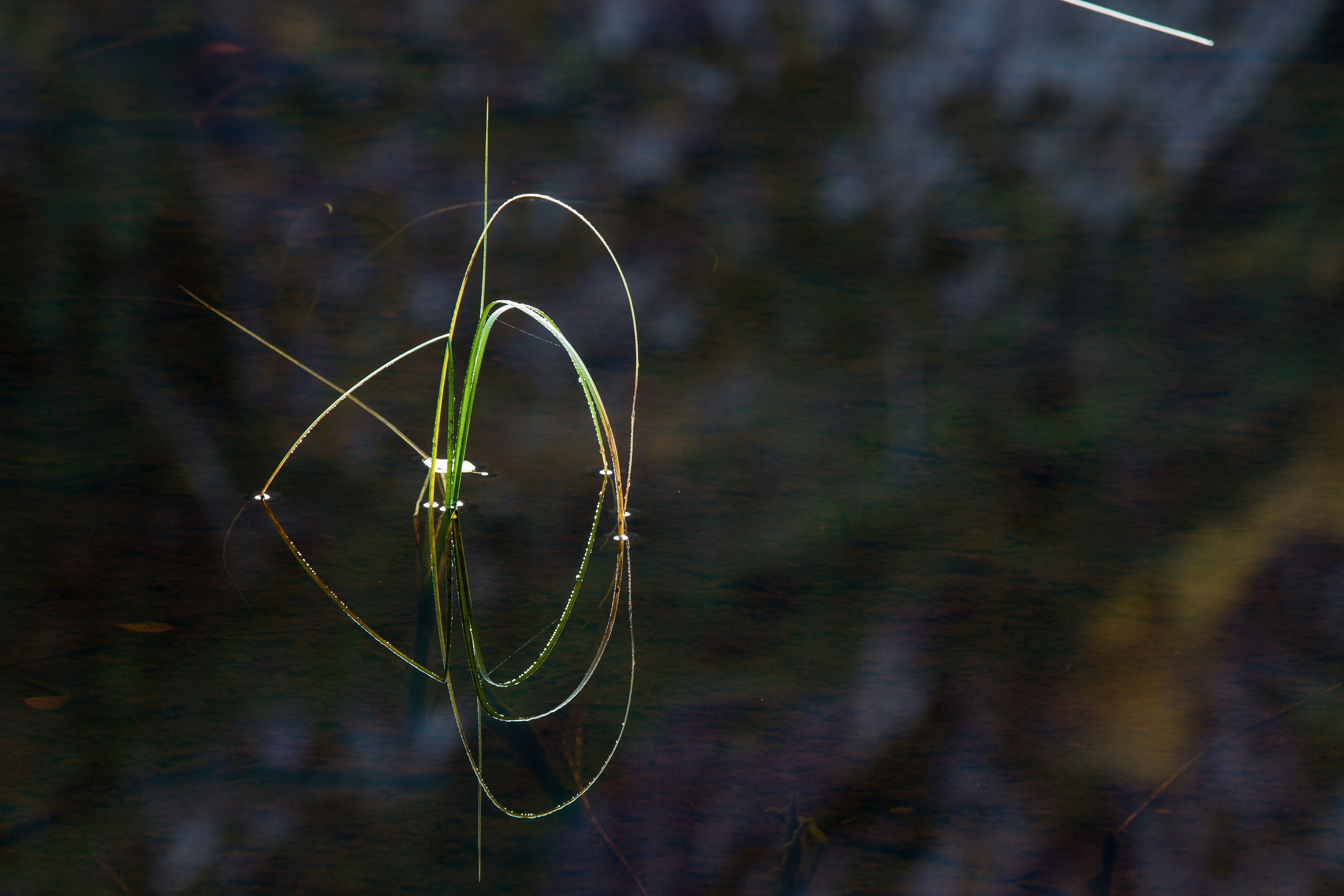 Pickleball player executing precise third shot drop technique with high arc over net on court