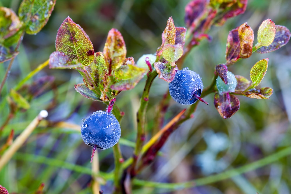 a close up of a plant with blue berries on it
