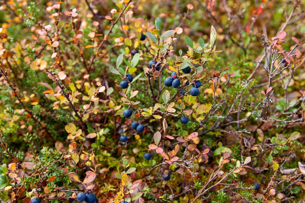 a bush with blue berries and green leaves