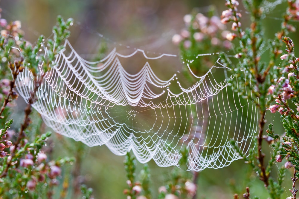 a close up of a spider web on a plant