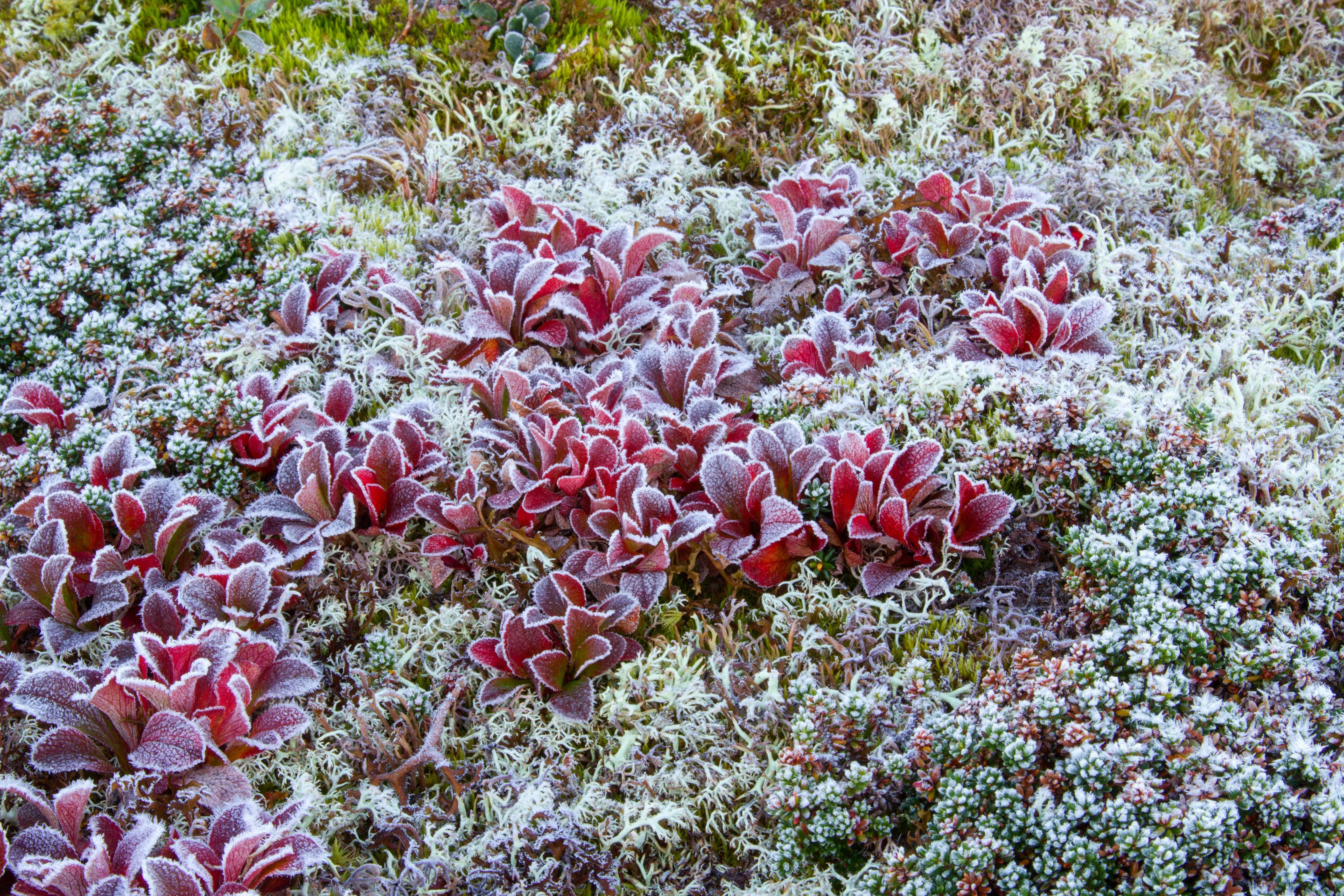 un groupe de plantes rouges et blanches couvertes de neige