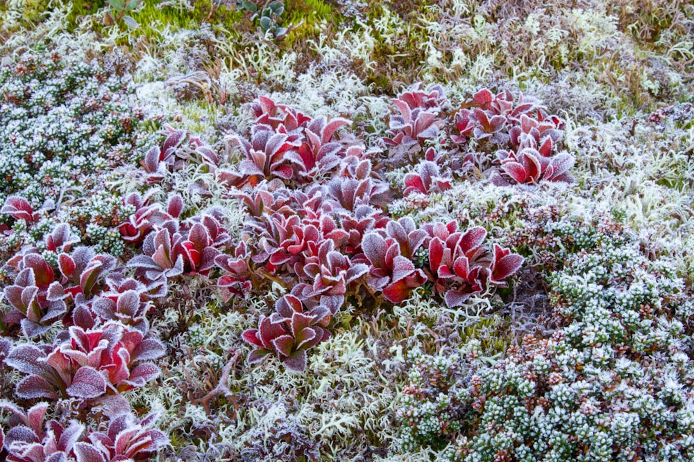 a group of red and white plants covered in snow
