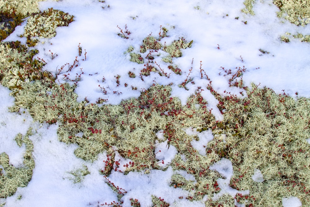 a close up of a patch of snow covered ground