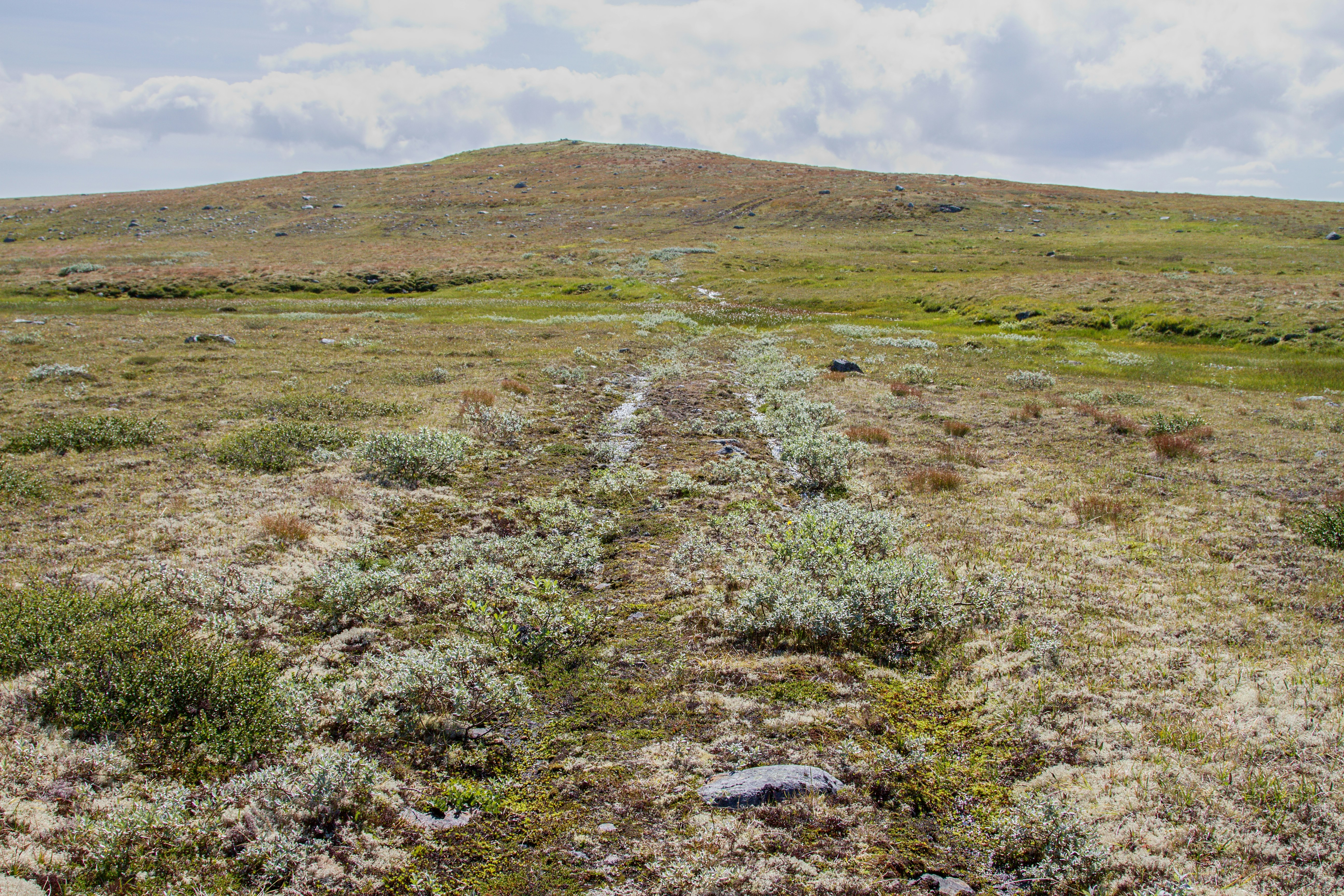 Un chemin de terre dans un champ avec une colline en arrière-plan