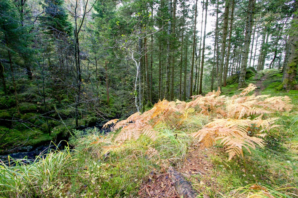 a path through a forest with lots of trees