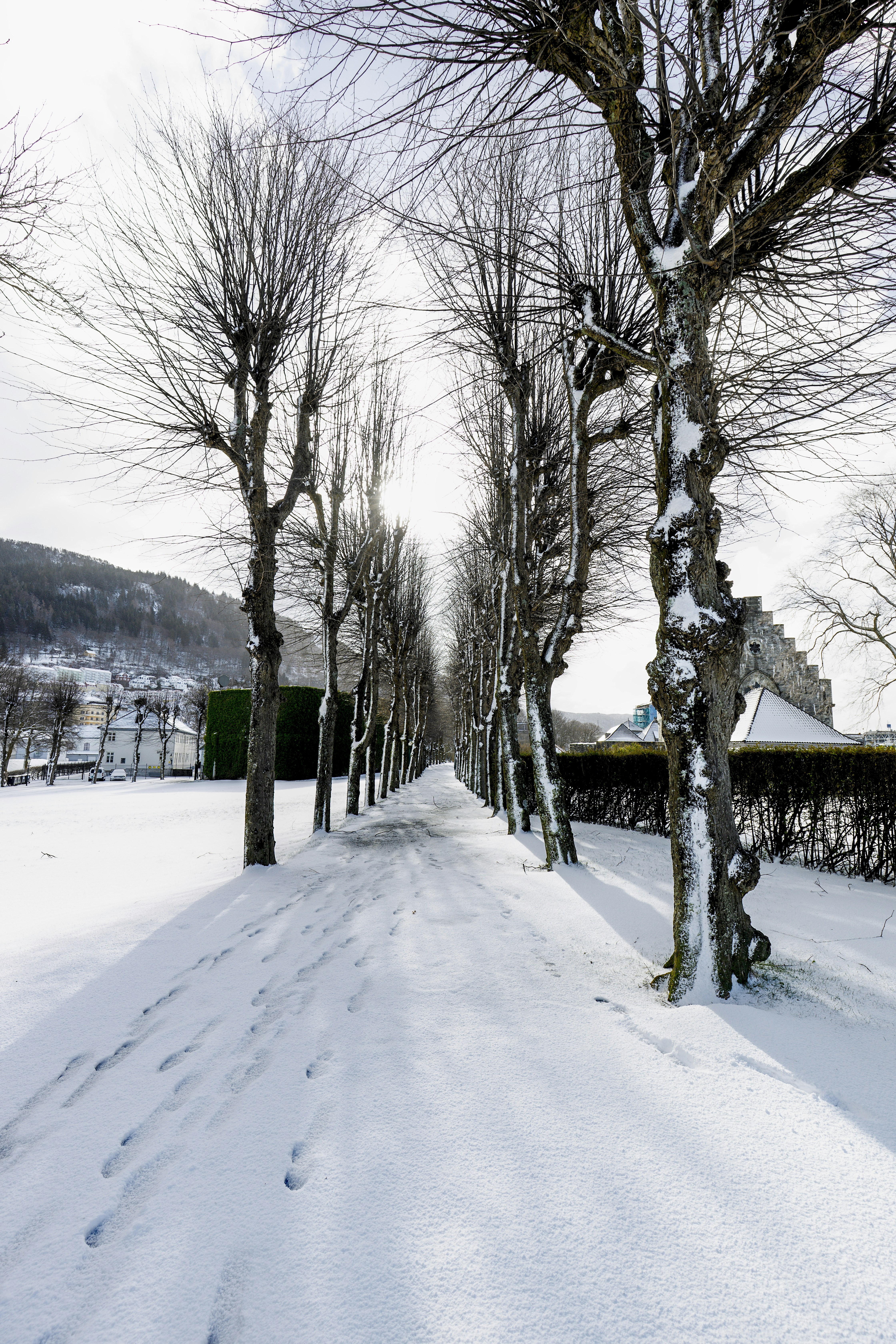 une route enneigée avec des arbres des deux côtés