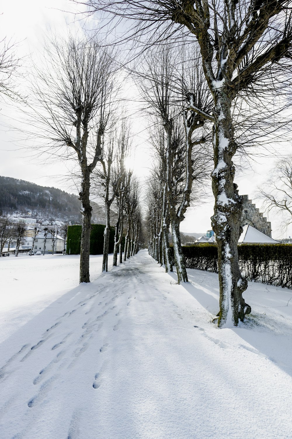 a snow covered road with trees on both sides