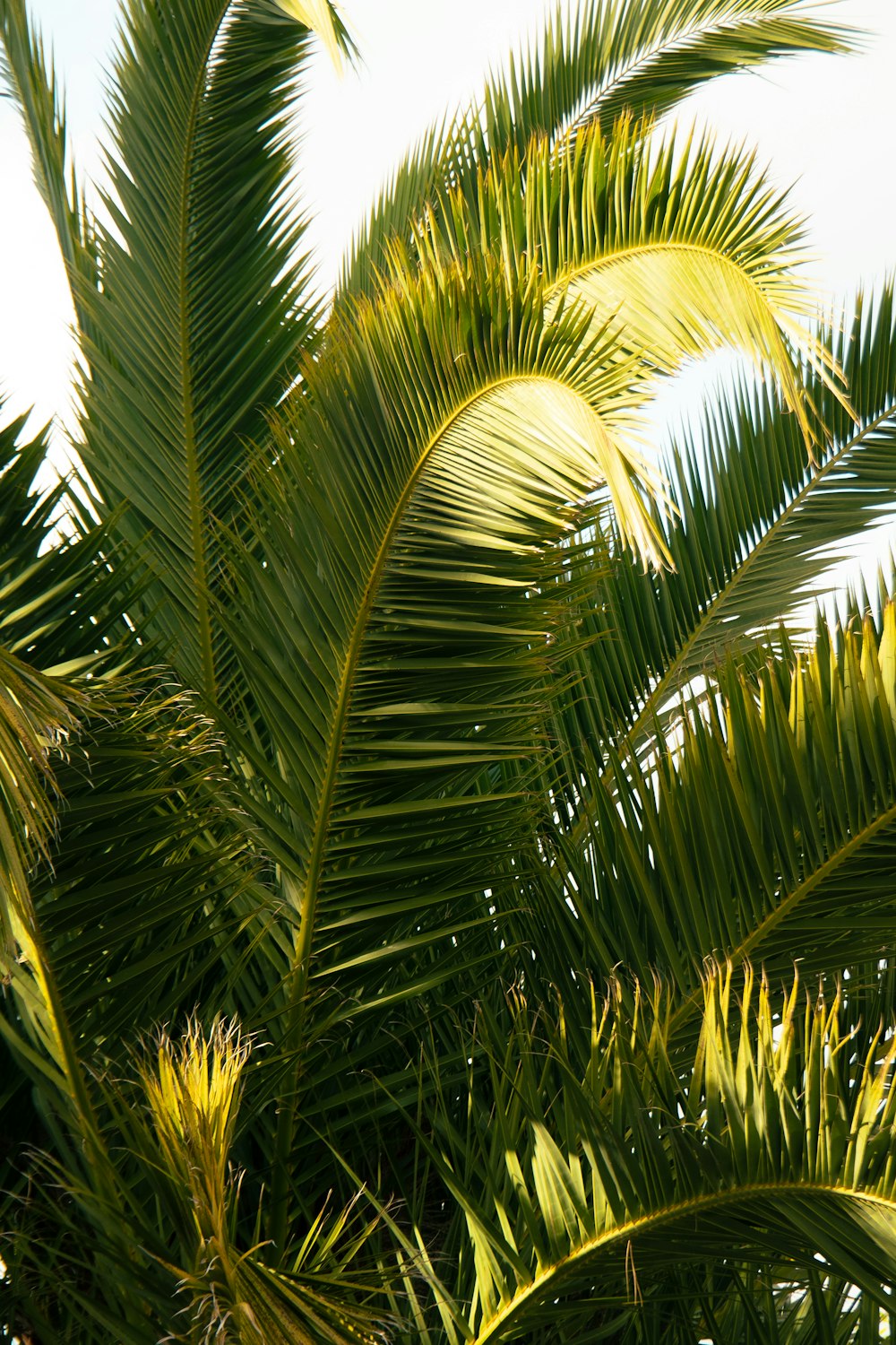 a bird is perched on a palm tree