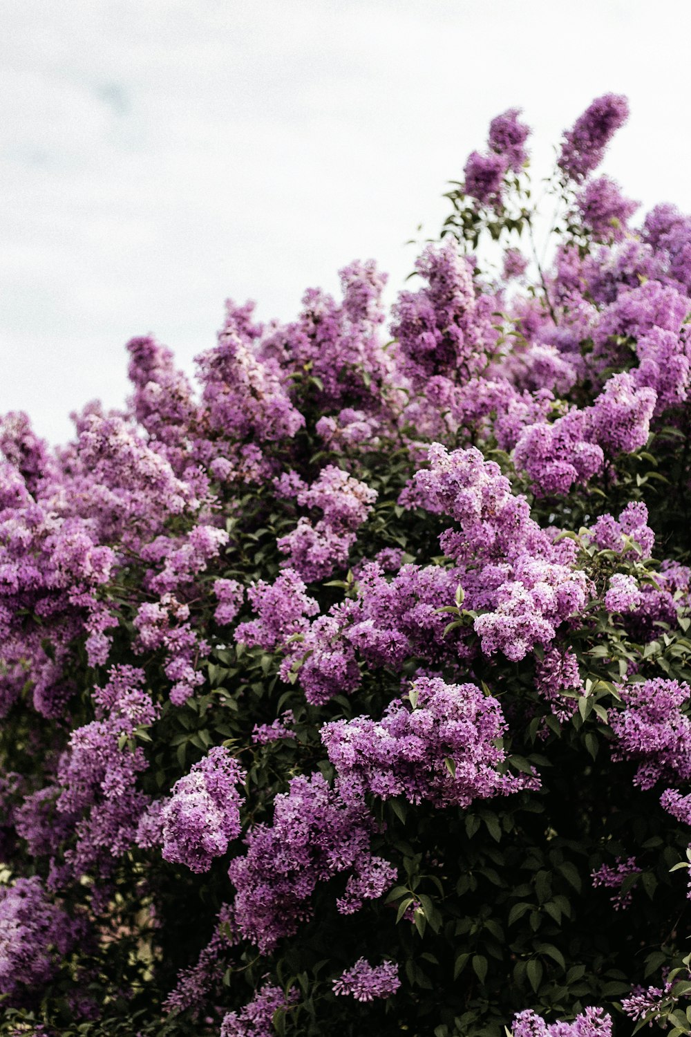 a large bush of purple flowers on a cloudy day