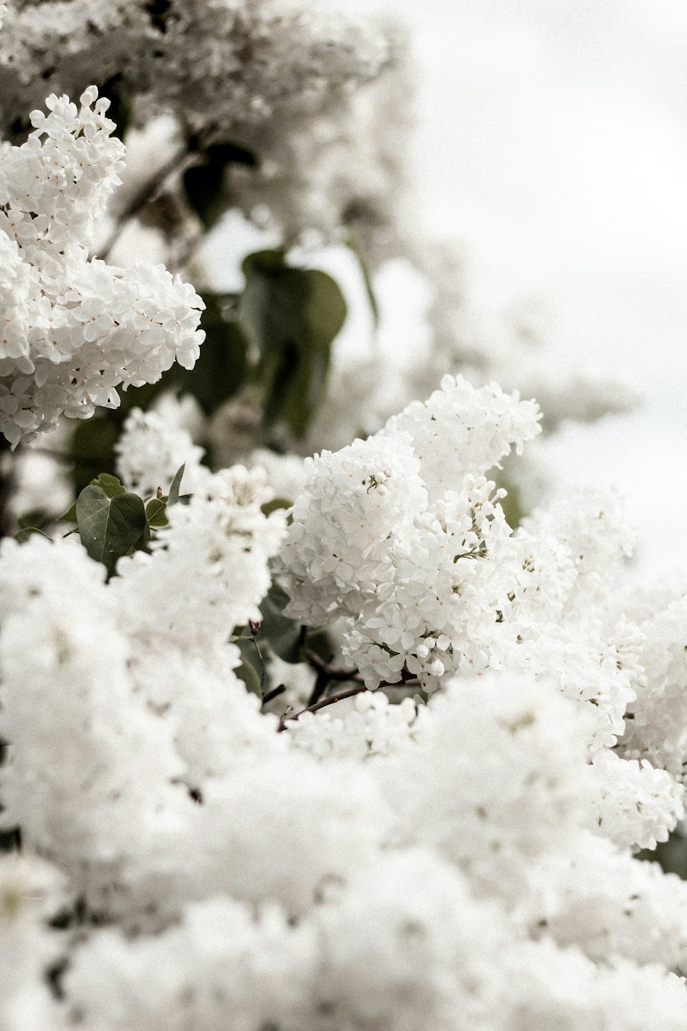 a close up of white flowers on a tree