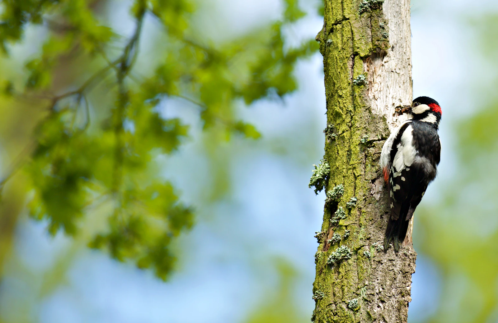 Pic épeiche sur un tronc d’arbre, espèce dépendante des vieux arbres et du bois mort