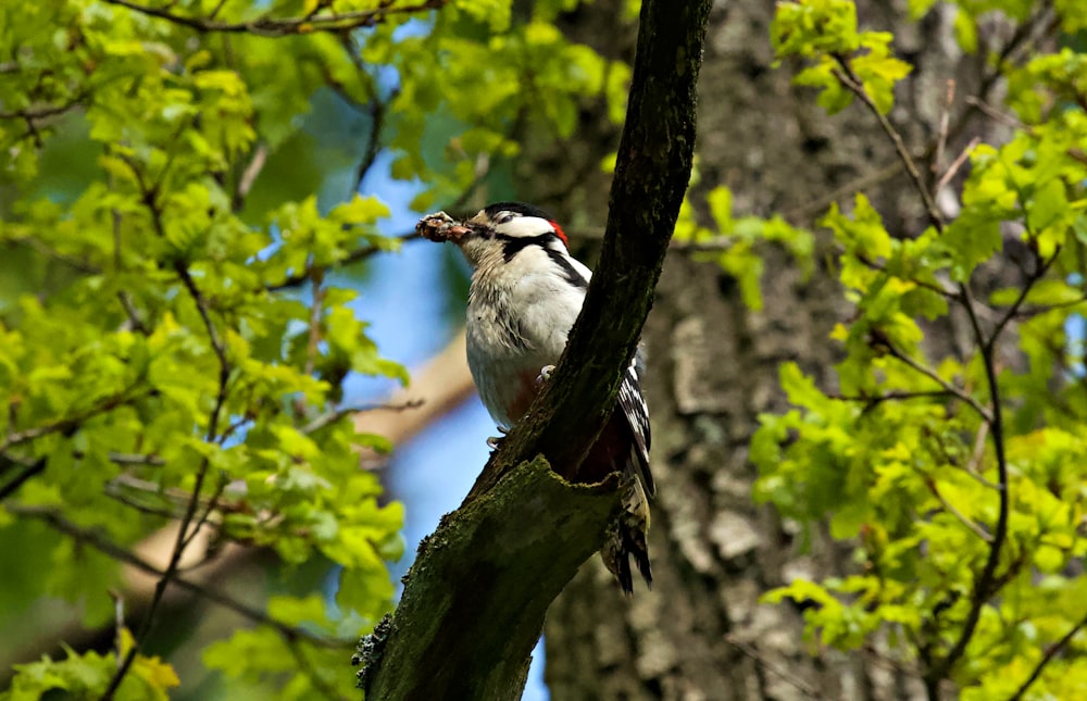 a bird is perched on a tree branch