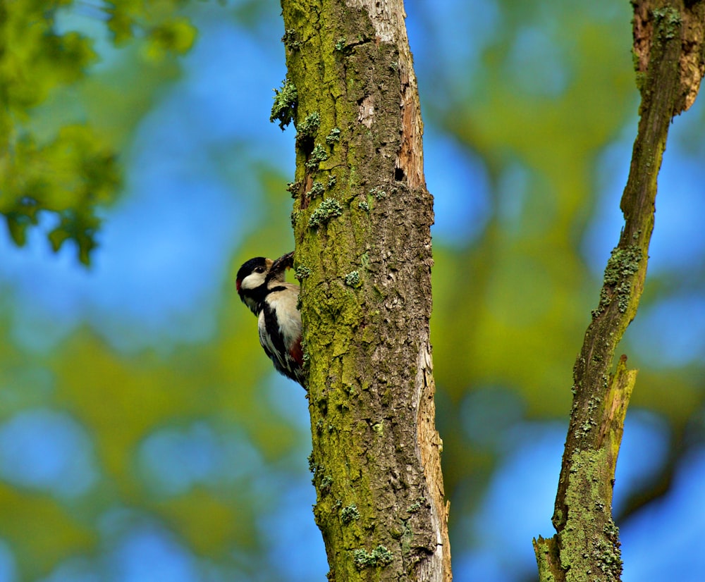 a small bird perched on a tree branch