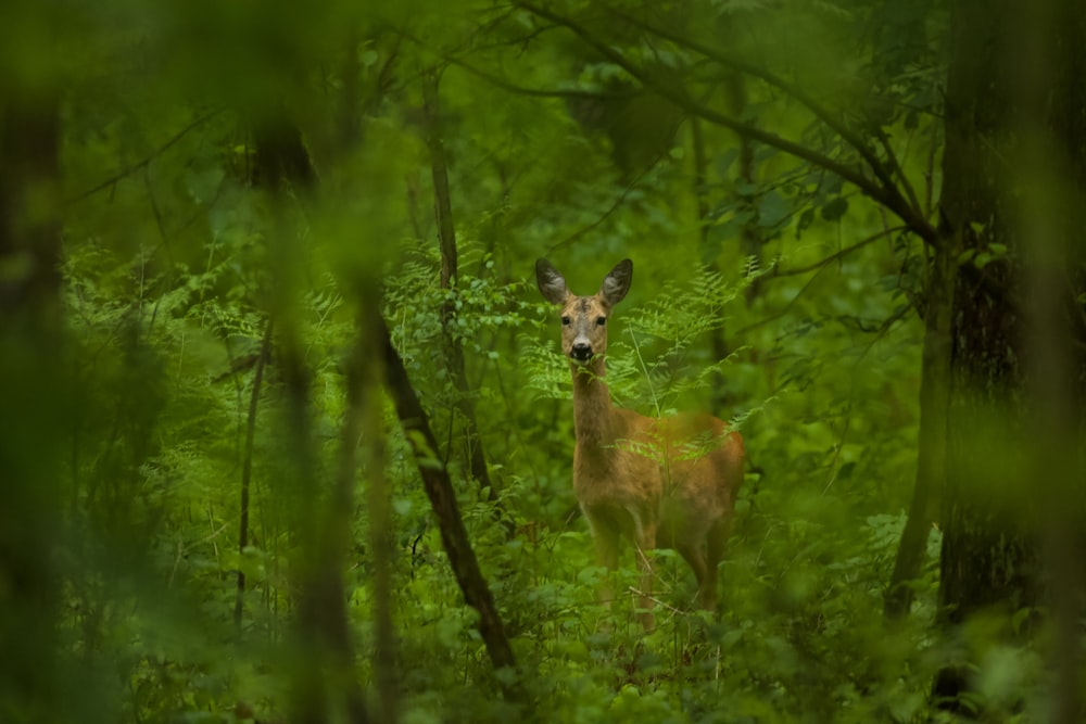 a deer standing in the middle of a forest