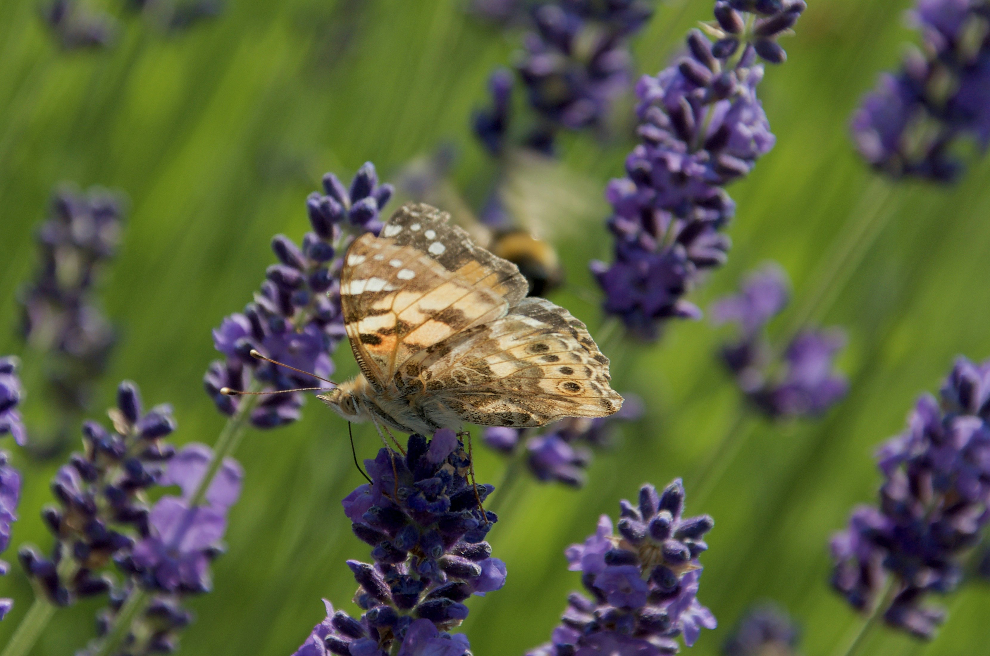 Photo by mariobeducci