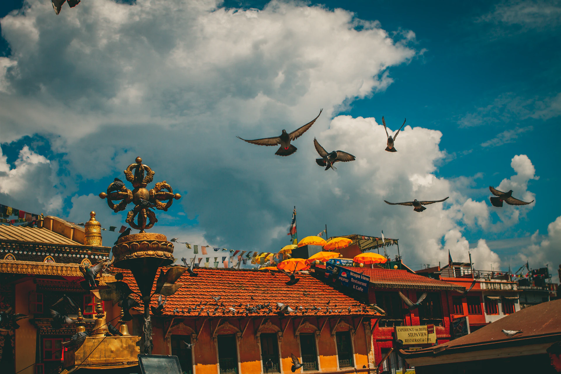 a group of birds flying over a building